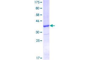 Tspan-8 Protein (AA 110-205) (GST tag)