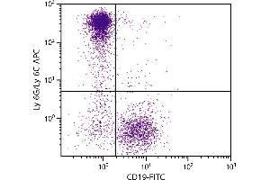 BALB/c mouse bone marrow cells were stained with Rat Anti-Mouse Ly-6G/Ly-6C-APC. (LY6C + LY6G Antikörper (PE-Cy5.5))