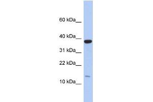 WB Suggested Anti-RPL27 Antibody Titration: 0.