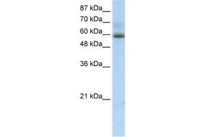 Western Blotting (WB) image for anti-Zinc Finger Protein 307 (ZKSCAN4) antibody (ABIN2461253) (ZKSCAN4 Antikörper)