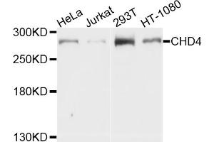 Western blot analysis of extracts of various cell lines, using CHD4 antibody (ABIN5997432) at 1/1000 dilution. (CHD4 Antikörper)