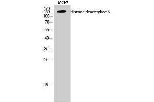 Western Blotting (WB) image for anti-Histone Deacetylase 6 (HDAC6) (C-Term) antibody (ABIN3185016) (HDAC6 Antikörper  (C-Term))