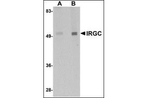 Western blot analysis of IRGC in mouse brain tissue lysate with this product at (A) 1 and (B) 2 μg/ml. (IRGC Antikörper  (C-Term))
