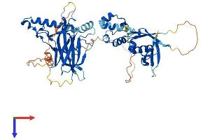 TFCP2L1 Protein (AA 1-479) (His tag)
