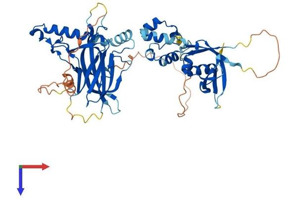TFCP2L1 Protein (AA 1-479) (His tag)
