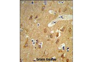 Formalin-fixed and paraffin-embedded human brain tissue reacted with TSPAN12 Antibody , which was peroxidase-conjugated to the secondary antibody, followed by DAB staining.