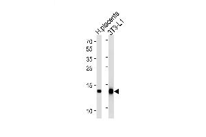 Lane 1: Human placenta lysates, Lane 2: 3T3-L1 Cell lysates, probed with FABP4 (1105CT1. (FABP4 Antikörper)