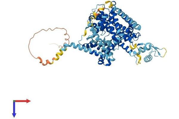 SLC28A2 Protein (AA 1-658) (His tag)