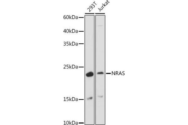 GTPase NRas Antikörper  (AA 1-189)