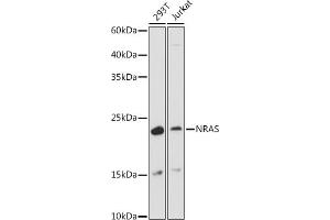 GTPase NRas Antikörper  (AA 1-189)