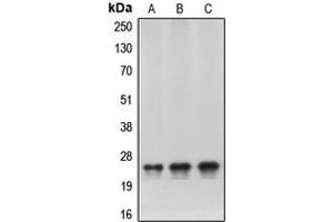 Western blot analysis of HP1 alpha expression in HeLa (A), NIH3T3 (B), C6 (C) whole cell lysates.