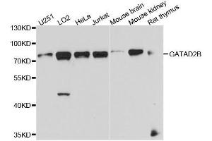 Western blot analysis of extracts of various cell lines, using GATAD2B antibody. (GATAD2B Antikörper  (AA 1-120))