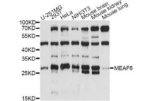 Western blot analysis of extracts of various cell lines, using MEAF6 antibody (ABIN6293312) at 1:1000 dilution. (MEAF6 Antikörper)