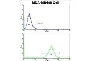 Flow cytometric analysis of MDA-M cells using PRDX3 Antibody (N-term)(bottom histogram) compared to a negative control cell (top histogram)FITC-conjugated goat-anti-rabbit secondary antibodies were used for the analysis. (Peroxiredoxin 3 Antikörper  (N-Term))