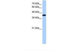 Image no. 1 for anti-A Kinase (PRKA) Anchor Protein 7 (AKAP7) (AA 223-272) antibody (ABIN324420) (AKAP7 Antikörper  (AA 223-272))