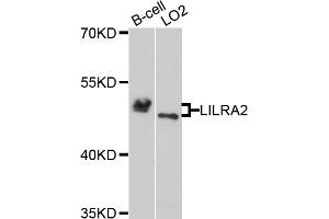 Western blot analysis of extracts of various cell lines, using LILRA2 antibody (ABIN5972530) at 1/1000 dilution. (LILRA2 Antikörper)