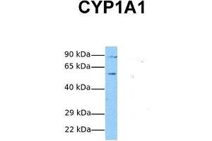 Host:  Rabbit  Target Name:  CYP1A1  Sample Tissue:  Human Fetal Lung  Antibody Dilution:  1. (CYP1A1 Antikörper  (Middle Region))