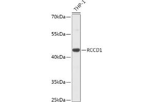 Western blot analysis of extracts of THP-1 cells, using RCCD1 antibody (ABIN7269882) at 1:1000 dilution. (RCCD1 Antikörper  (AA 230-360))