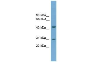 WB Suggested Anti-APOL5 Antibody Titration: 0. (Apolipoprotein L 5 Antikörper  (C-Term))