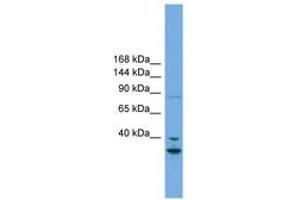 Image no. 1 for anti-Follistatin-Like 5 (FSTL5) (AA 719-768) antibody (ABIN6744177) (FSTL5 Antikörper  (AA 719-768))