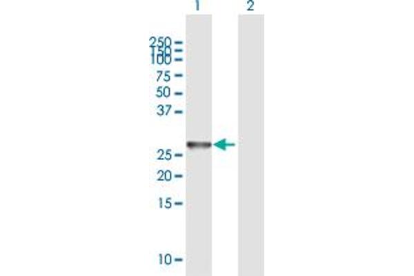 NXNL1 Antikörper  (AA 1-212)