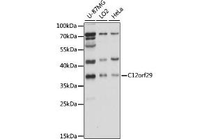 Western blot analysis of extracts of various cell lines, using C12orf29 antibody (ABIN7266375) at 1000 dilution. (C12ORF29 Antikörper  (AA 1-325))
