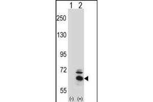 Western blot analysis of BBS4 (arrow) using rabbit polyclonal BBS4 Antibody (Center) (ABIN391811 and ABIN2841661). (BBS4 Antikörper  (AA 337-369))
