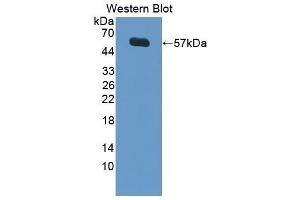 Western Blotting (WB) image for anti-Lipopolysaccharide Binding Protein (LBP) (AA 36-474) antibody (ABIN3206706) (LBP Antikörper  (AA 36-474))