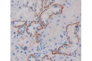 Used in DAB staining on fromalin fixed paraffin- embedded kidney tissue (TAP1 Antikörper  (AA 525-808))