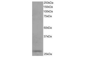 Image no. 1 for anti-Dicarbonyl/L-Xylulose Reductase (DCXR) (C-Term) antibody (ABIN374240) (DCXR Antikörper  (C-Term))