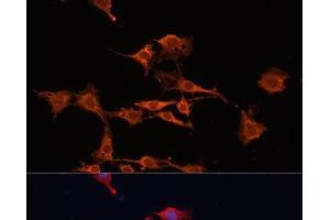 Immunofluorescence analysis of C6 cells using GSTM3 Polyclonal Antibody at dilution of 1:100.