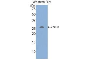 Western Blotting (WB) image for anti-Hepatocyte Growth Factor (Hepapoietin A, Scatter Factor) (HGF) (AA 482-710) antibody (ABIN7430567)