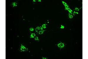 Anti-HSPA9 mouse monoclonal antibody (ABIN2452339) immunofluorescent staining of COS7 cells transiently transfected by pCMV6-ENTRY HSPA9 (RC201397). (HSPA9 Antikörper)