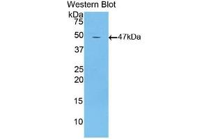Western blot analysis of recombinant Mouse LTbR. (LTBR Antikörper  (AA 128-395))
