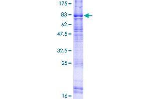 ELTD1 Protein (AA 1-606) (GST tag)