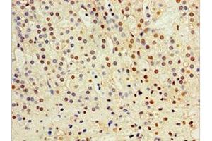 Immunohistochemistry of paraffin-embedded human adrenal gland tissue using ABIN7149004 at dilution of 1:100 (CST6 Antikörper  (AA 29-149))