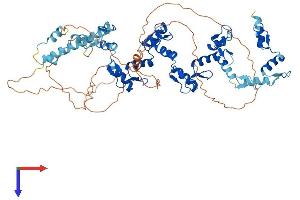 HKR1 Protein (AA 1-659) (His tag)