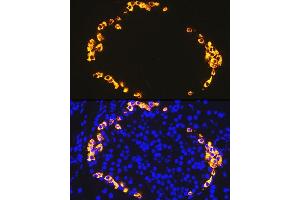 Immunofluorescence analysis of rat pancreas using GLP-1 antibody (ABIN7267392) at dilution of 1:100. (Glucagon Antikörper)