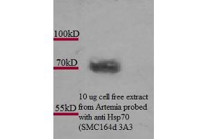 Hsp70 (3A3), Artemia franciscanna  Picture courtesy of Alison King. (HSP70 Antikörper)