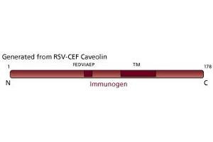 Image no. 3 for anti-Caveolin 1, Caveolae Protein, 22kDa (CAV1) (AA 1-178) antibody (ABIN967951) (Caveolin-1 Antikörper  (AA 1-178))