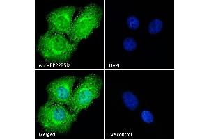 (ABIN184648) Immunofluorescence analysis of paraformaldehyde fixed U2OS cells, permeabilized with 0. (PPP2R5D Antikörper  (C-Term))
