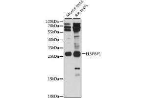 Western blot analysis of extracts of various cell lines, using ELSPBP1 antibody (ABIN7266993) at 1:1000 dilution. (ELSPBP1 Antikörper  (AA 110-223))