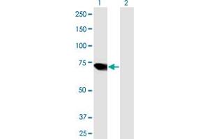 Western Blot analysis of ARID3A expression in transfected 293T cell line by ARID3A MaxPab polyclonal antibody. (ARID3A Antikörper  (AA 1-593))