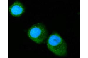 IF analysis of Annexin VI using anti-Annexin VI antibody (ABIN7601597).