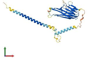 Protein Structure (PS) image for Tumor Necrosis Factor (Ligand) Superfamily, Member 10 (TNFSF10) (AA 1-291) protein (His tag) (ABIN7563368)