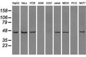 Western blot analysis of extracts (35 µg) from 9 different cell lines by using anti-ILF2 monoclonal antibody. (ILF2 Antikörper)