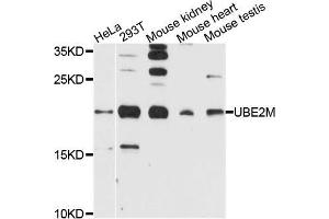Western blot analysis of extracts of various cells, using UBE2M antibody.