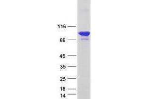 Western Blotting (WB) image for Brain-Enriched Guanylate Kinase-Associated (BEGAIN) (Transcript Variant 1) protein (Myc-DYKDDDDK Tag) (ABIN2715220)