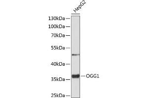 Western blot analysis of extracts of HepG2 cells, using OGG1 antibody (ABIN1681157, ABIN3015912, ABIN3015913 and ABIN5664036) at 1:1000 dilution. (OGG1 Antikörper)