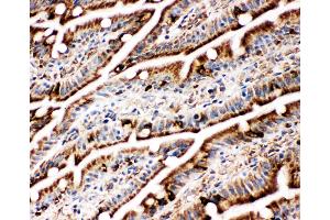 Anti-GRP78 BiP antibody, IHC(F) IHC(F): Rat Intestine Tissue (GRP78 Antikörper  (C-Term))